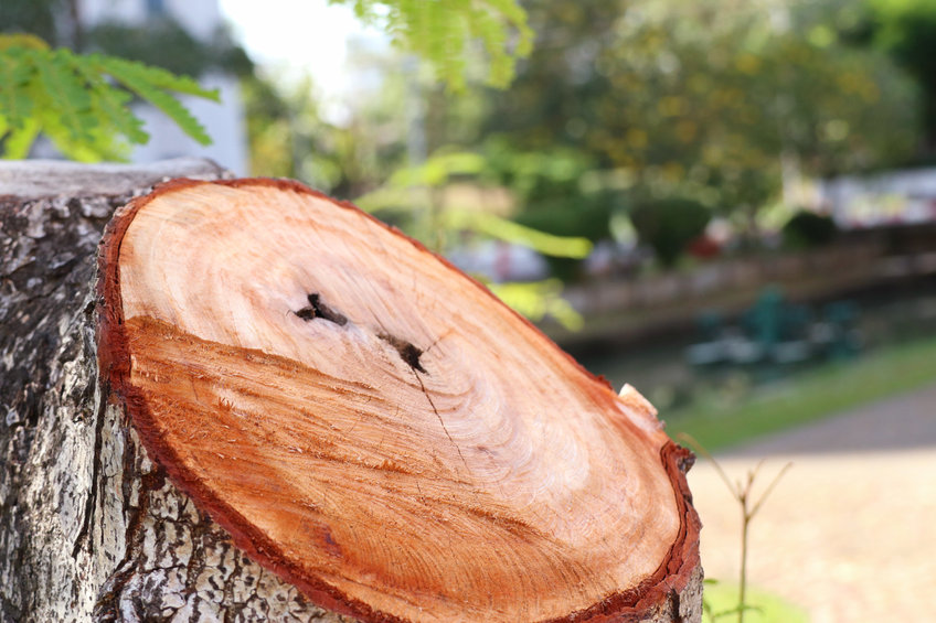 Cutting a tree stump in St Albans Cutting a tree stump in St Albans