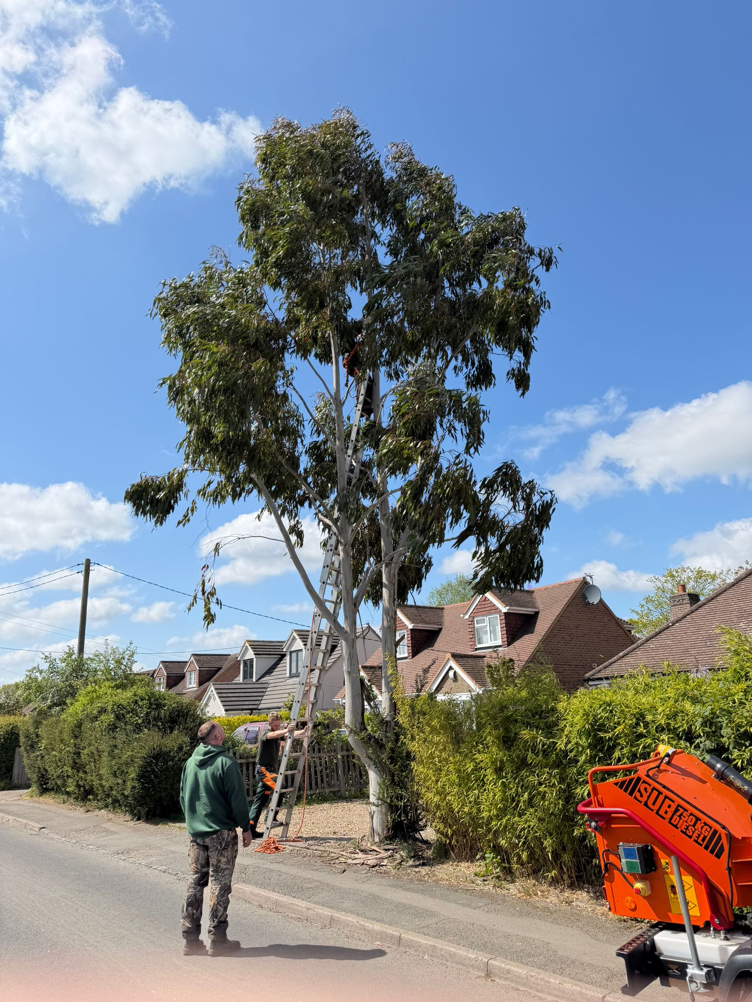 Tree being cut down outside home in St Albans Tree being cut down outside home in St Albans