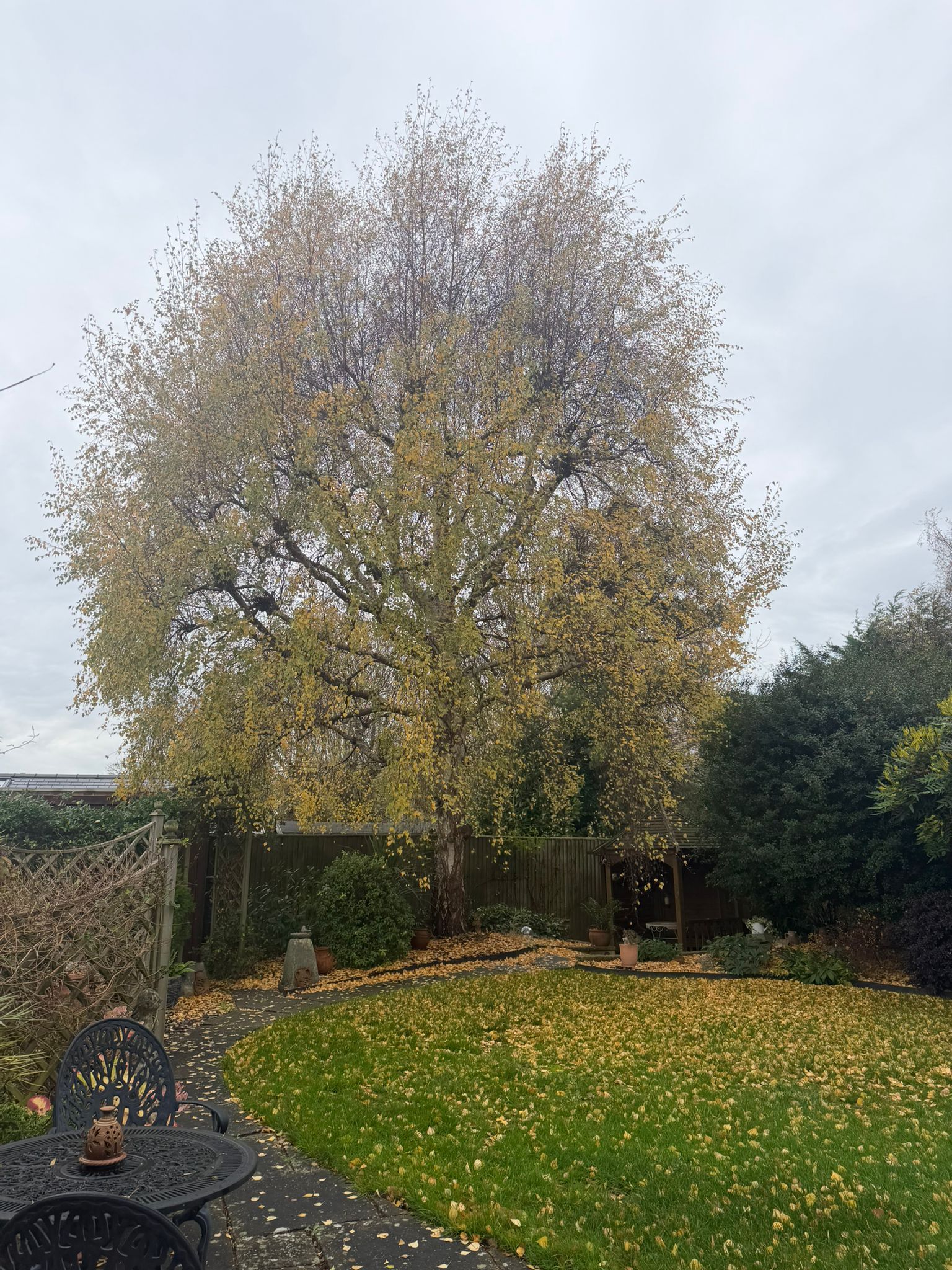 Free in need of pruning in St Albans Free in need of pruning in St Albans