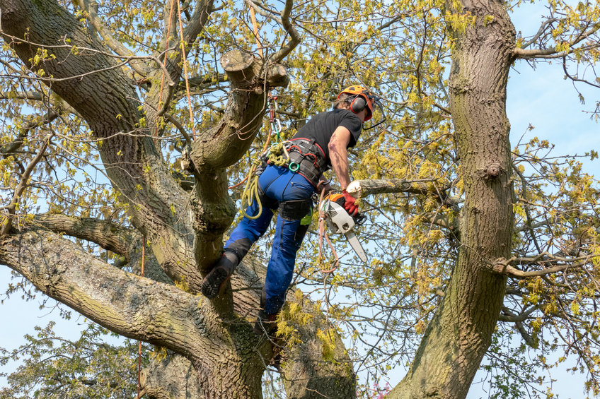 Tree Surgeon using a chainsaw in a tree in St Albans Tree Surgeon using a chainsaw in a tree in St Albans