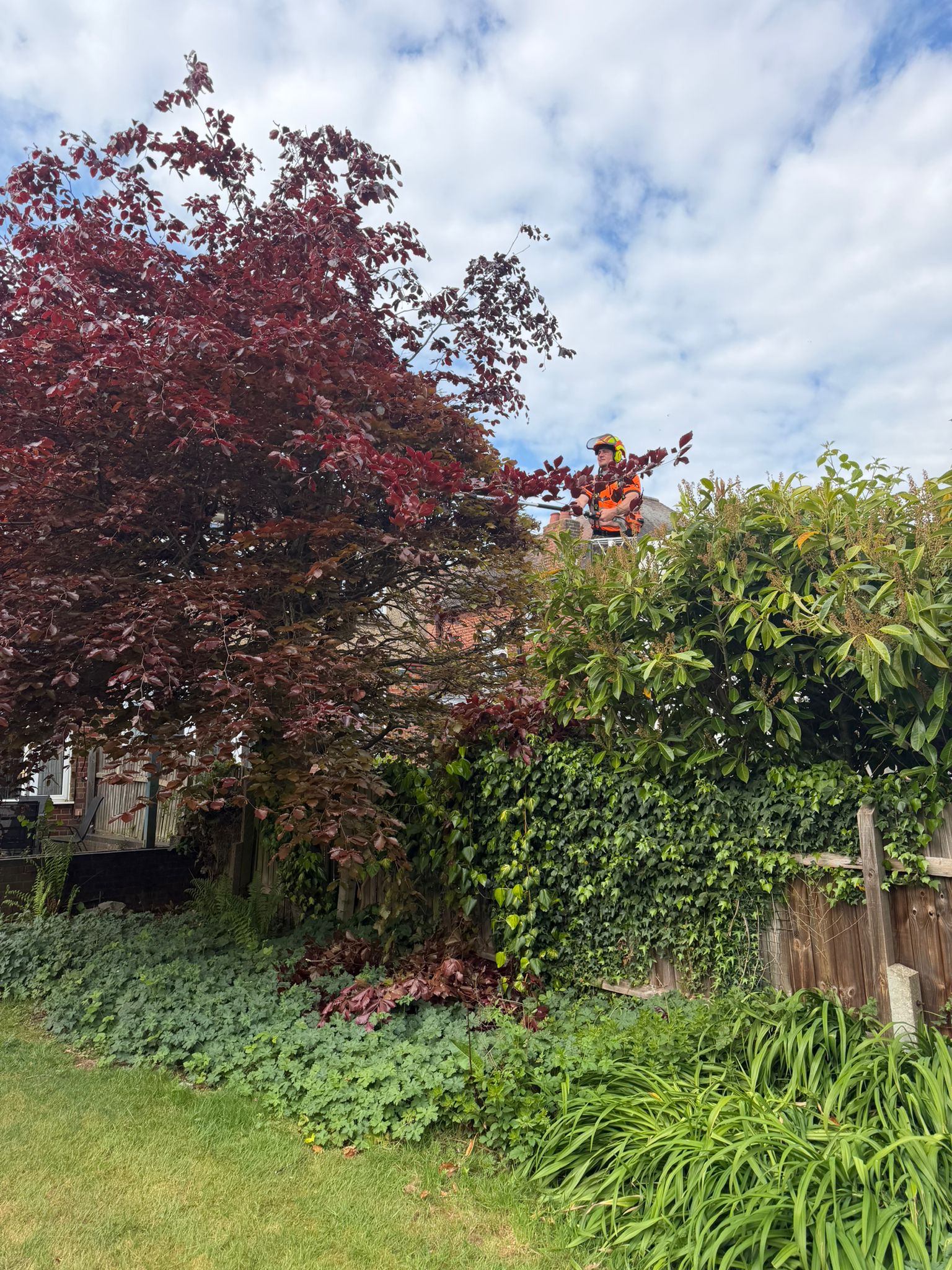 Tree surgeon pruning tree in St Albans Tree surgeon pruning tree in St Albans