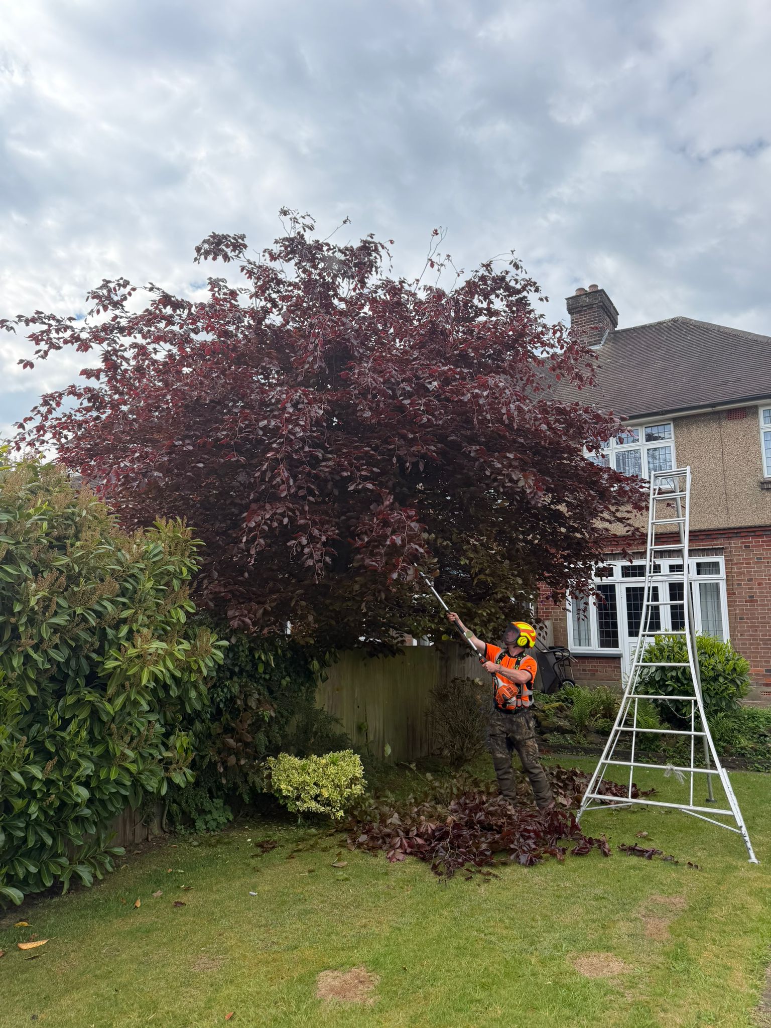 Tree surgeon pruning tree in St Albans Tree surgeon pruning tree in St Albans