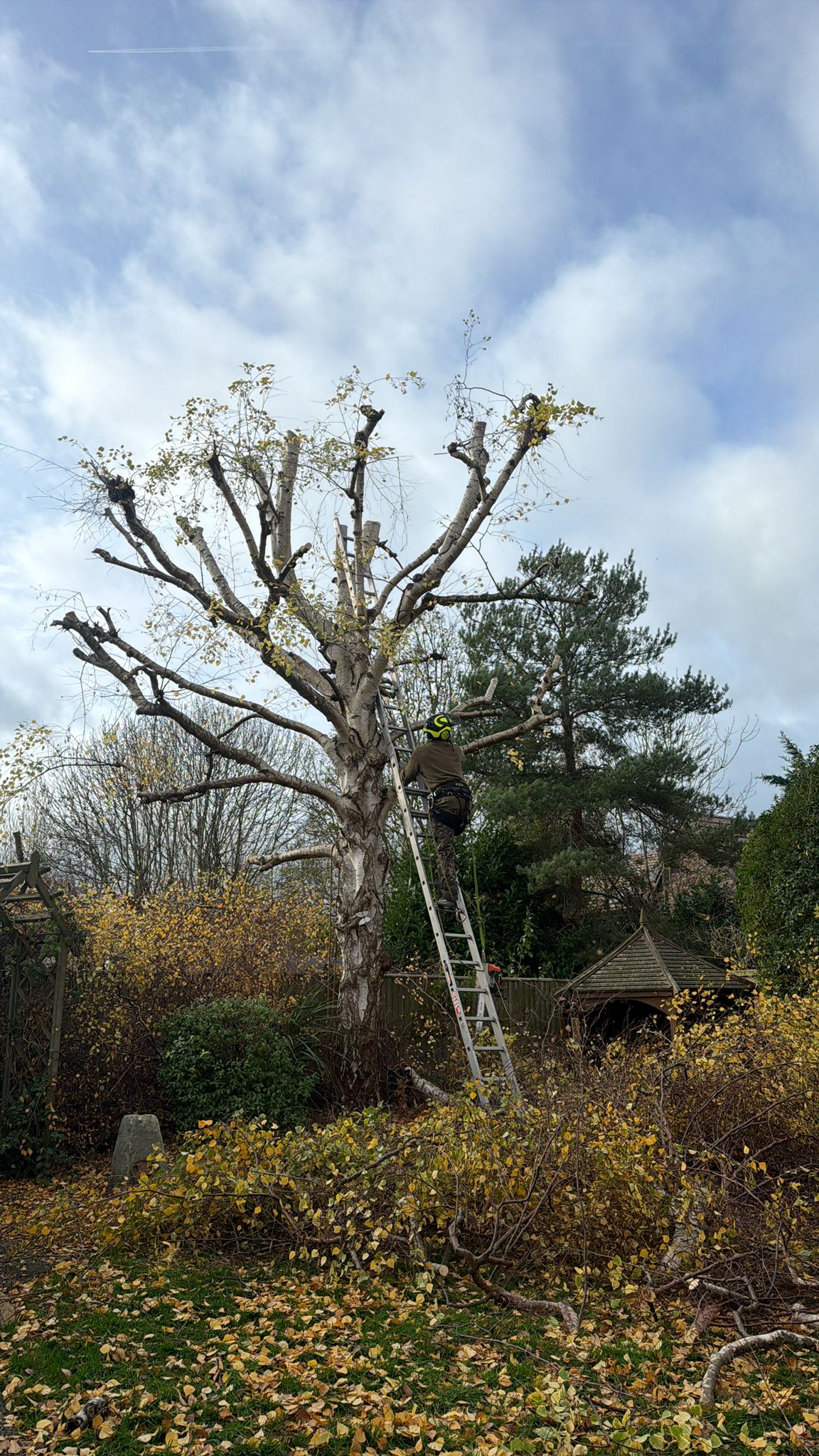 Tree surgeon pruning tree in St Albans Tree surgeon pruning tree in St Albans